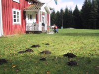 Muldvarpen har været på besøg